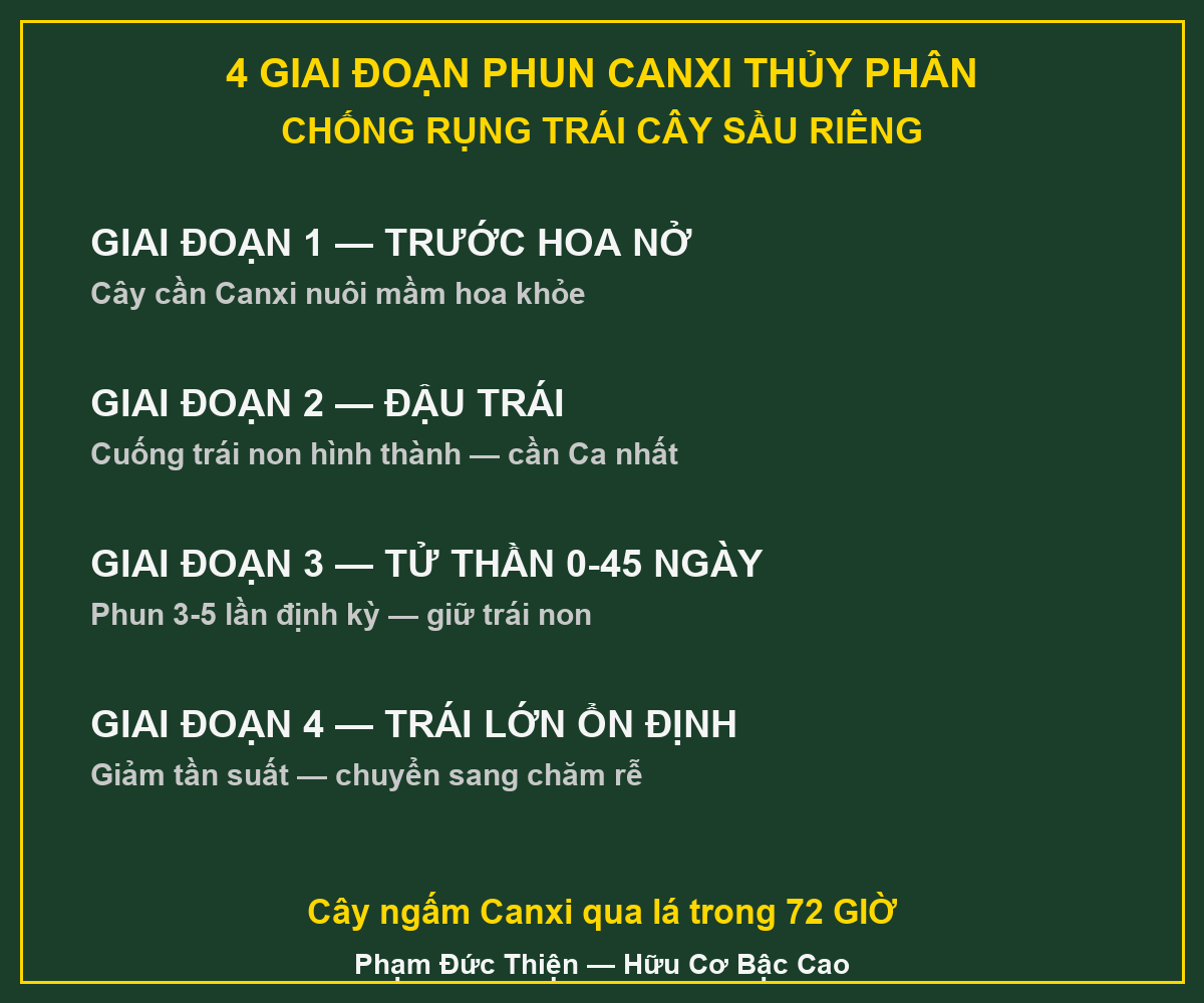 4 giai đoạn bón canxi sầu riêng đúng cách qua mỗi vụ 4 giai đoạn bón canxi sầu riêng đúng - canxi thủy phân chống rụng trái non