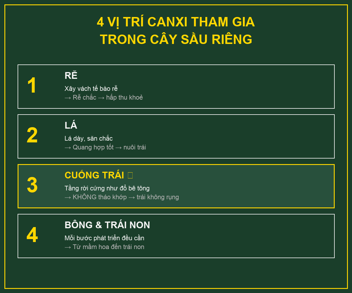 4 vị trí Canxi tham gia trong cây sầu riêng để chống rụng trái non