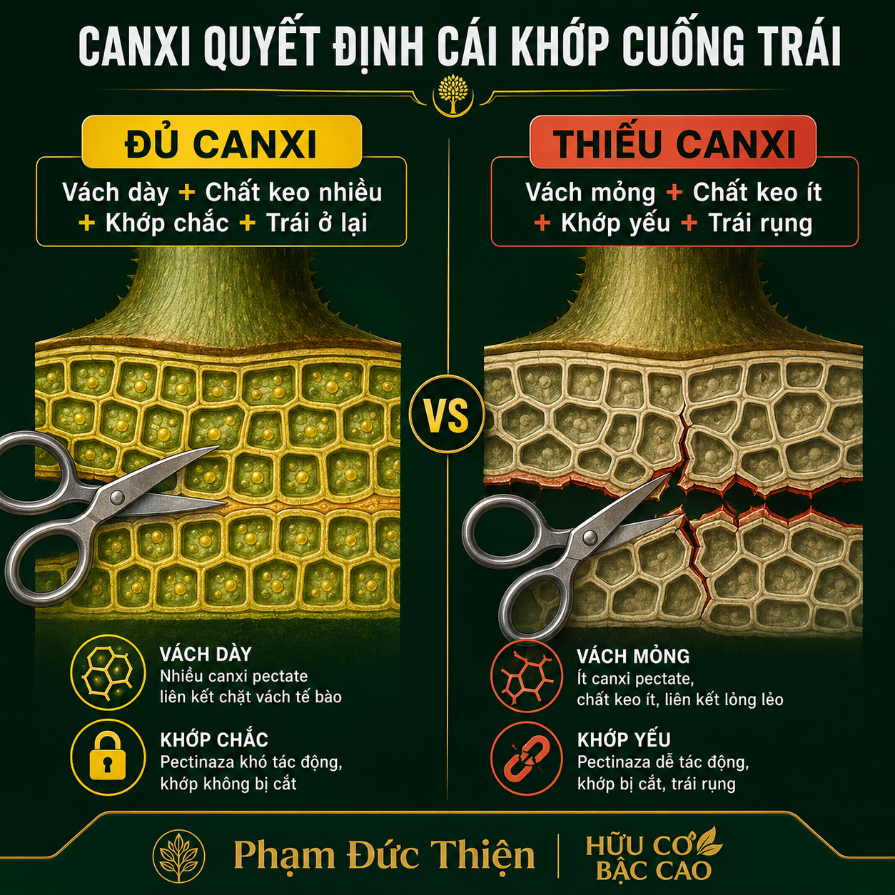 Canxi quyết định cái khớp cuống trái sầu riêng cứng hay yếu — thiếu canxi sầu riêng làm tầng rời lỏng
