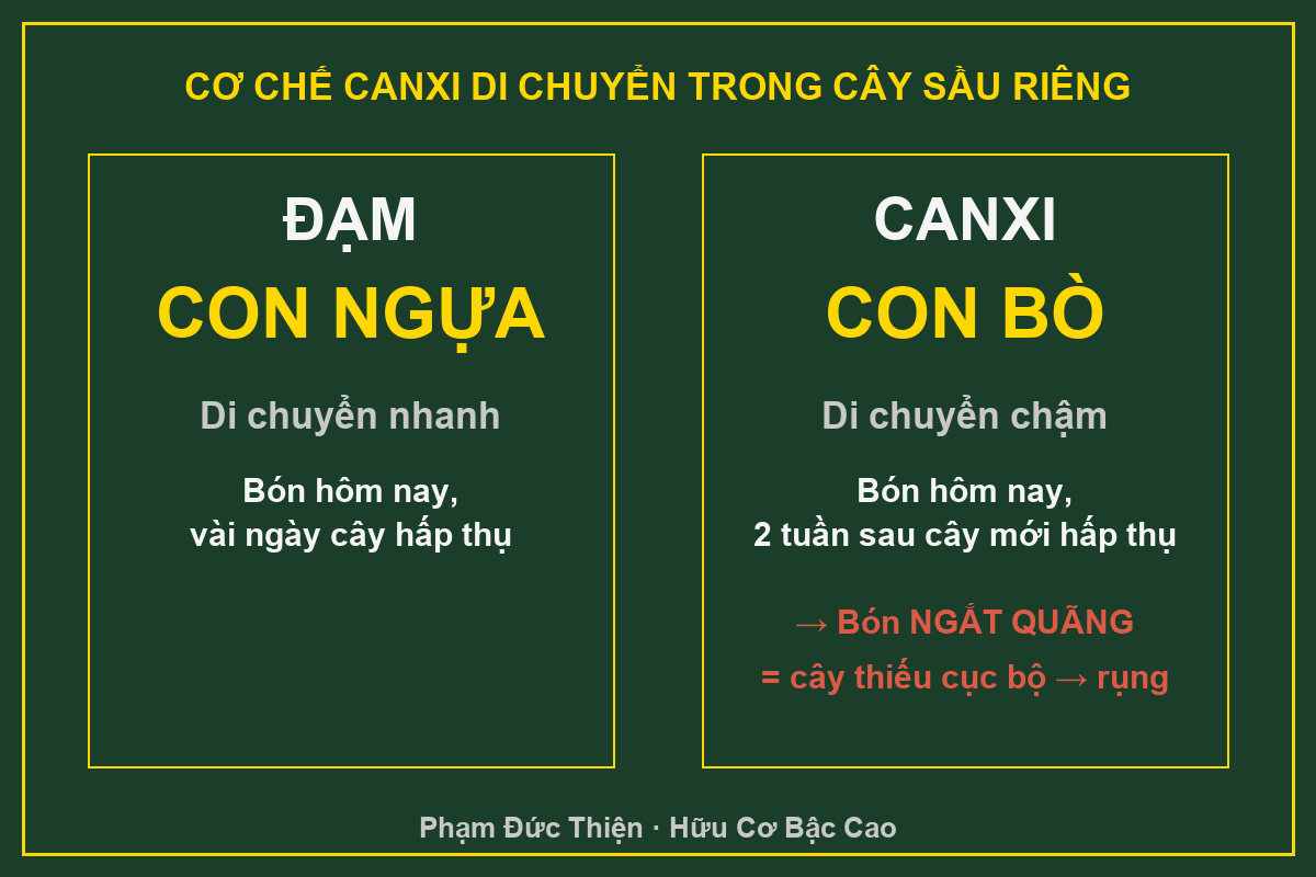 Cơ chế canxi di chuyển trong cây sầu riêng chậm như con bò gây rụng trái