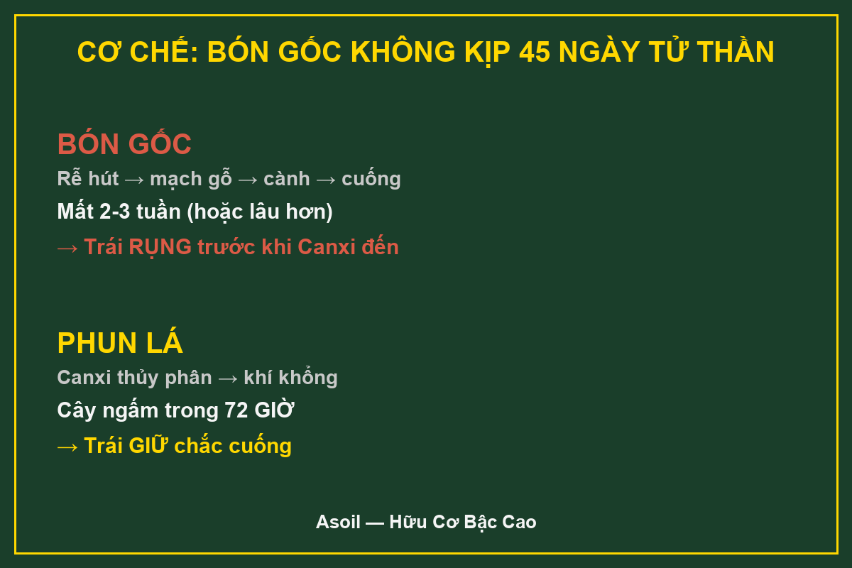 Cơ chế bón canxi sầu riêng - tầng rời và Canxi pectate Cơ chế rụng trái non sầu riêng do thiếu canxi - canxi thủy phân giải pháp
