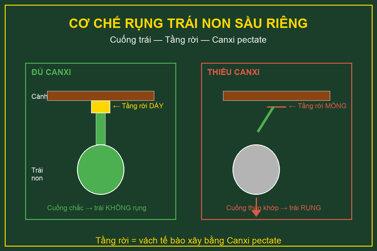 Cơ chế rụng trái non sầu riêng - tầng rời và Canxi pectate ở cuống trái