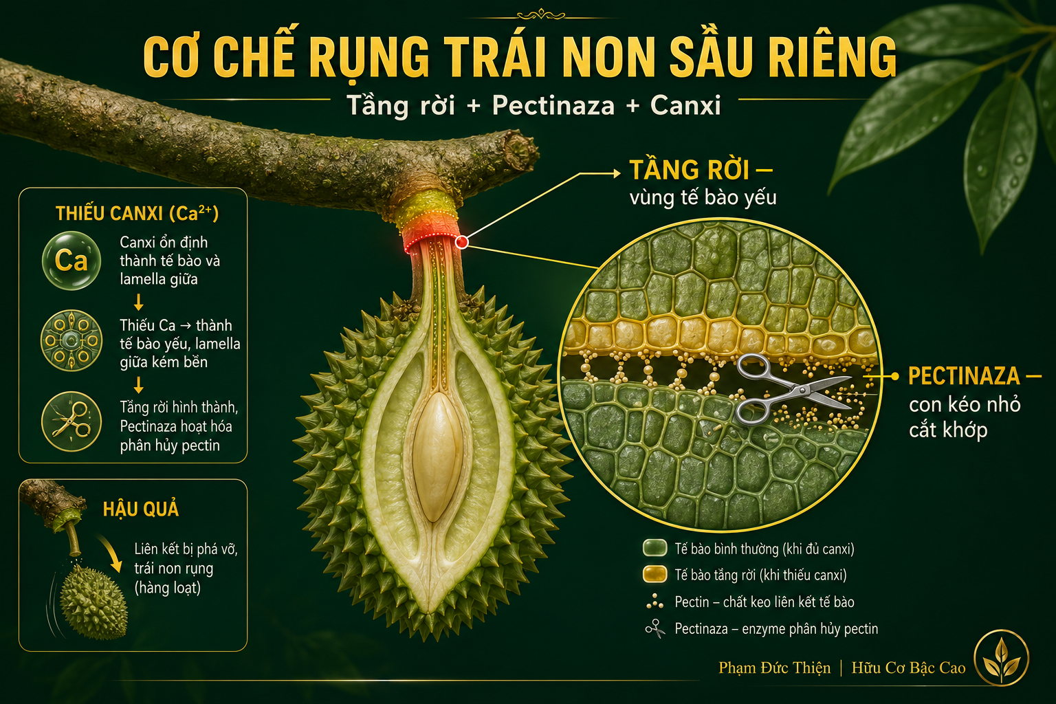 Thiếu canxi sầu riêng gây rụng trái non qua cơ chế tầng rời và pectinaza — Hữu Cơ Bậc Cao