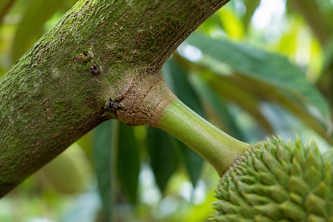 Cơ chế tầng rời ở cuống — yếu tố quyết định chống rụng trái sầu riêng