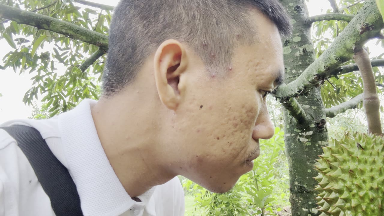 Kiểm tra dấu hiệu sầu riêng khi pH đất thấp mùa mưa