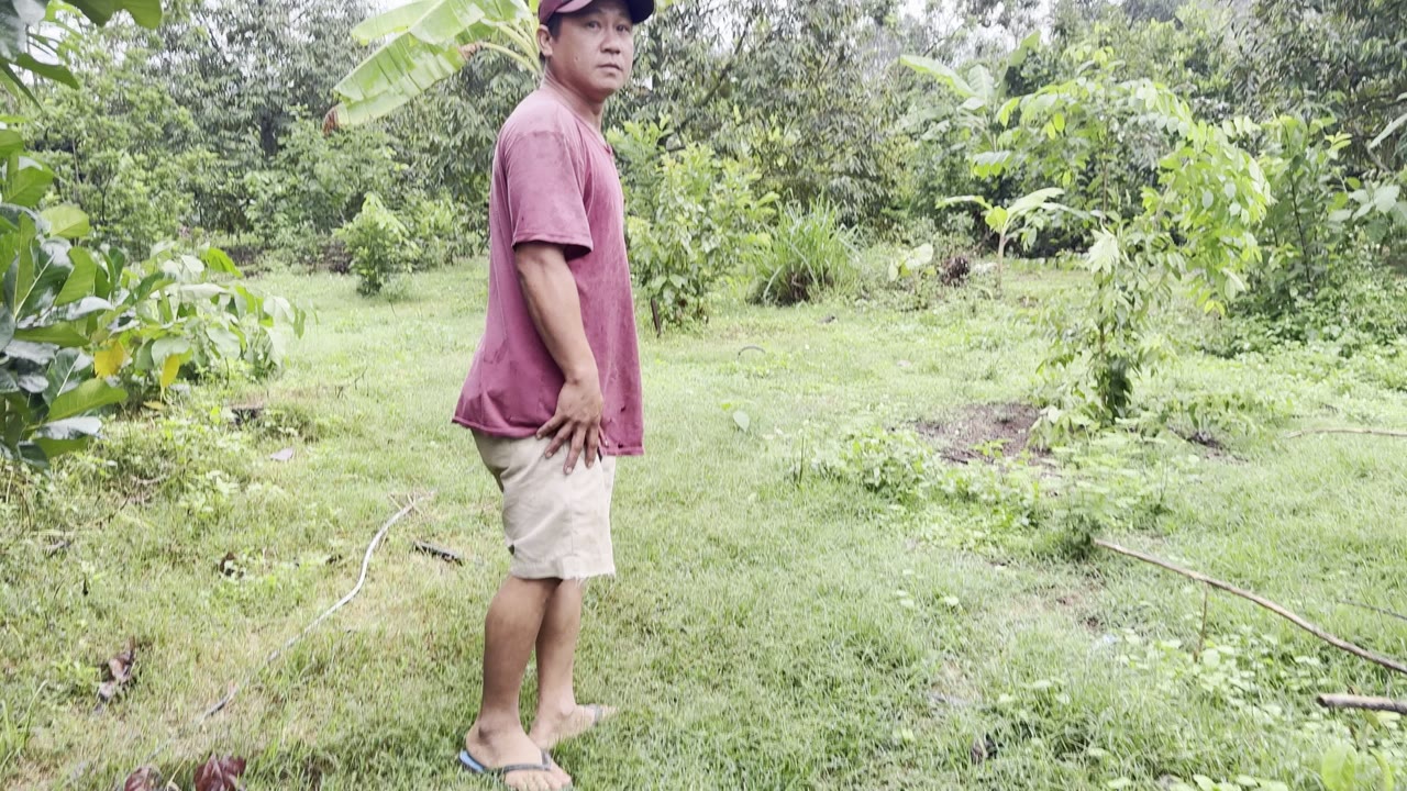 Vườn sầu riêng vào cơm giữa mùa mưa dễ rụng trái sượng cơm