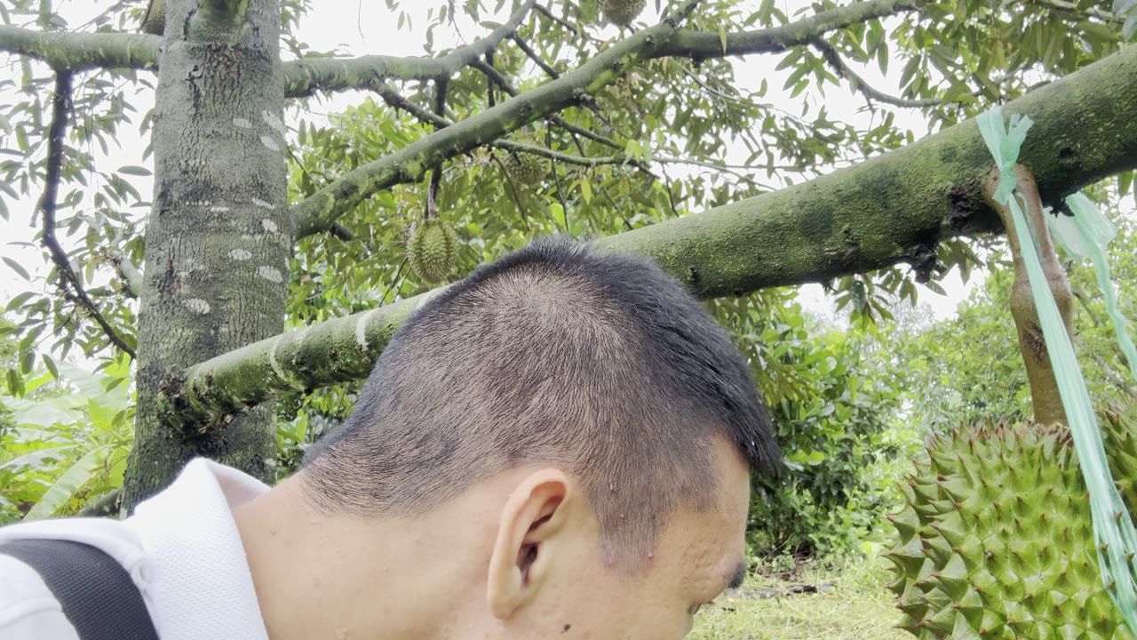 Trái sầu riêng trên cây thiếu canxi dễ tháo cuống khi mưa