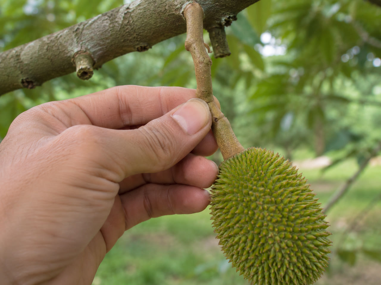 Tay giữ cuống nối trái sầu riêng non với cành