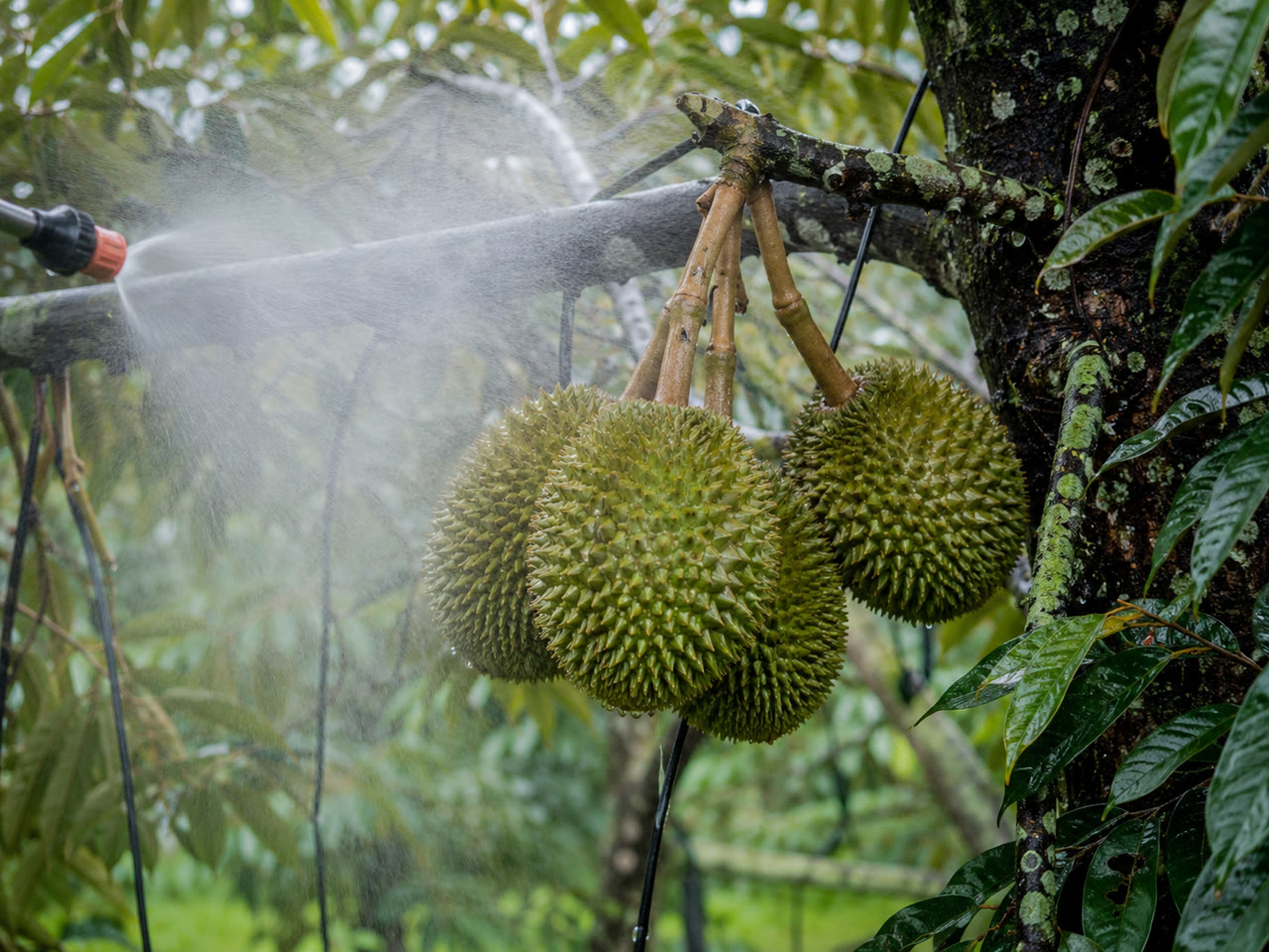 Phun canxi thủy phân qua lá lên chùm trái sầu riêng non