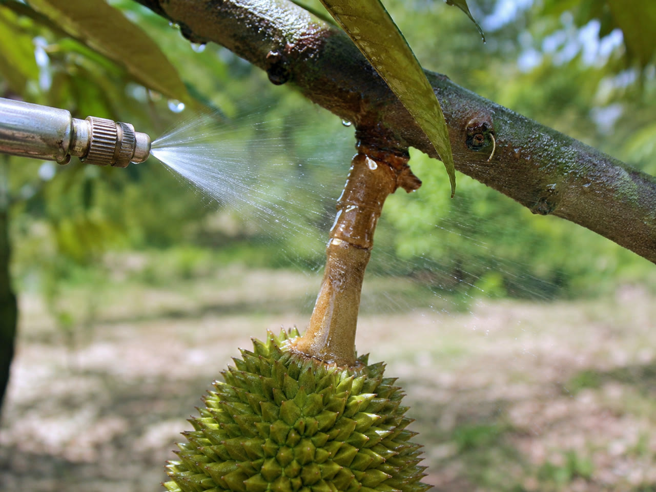 Phun canxi thủy phân qua lá thẳng vào cuống trái sầu riêng non